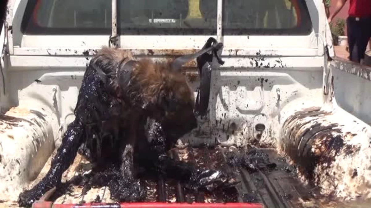 Petrol Birikintisinde Mahsur Kalan Köpek Kurtarıldı