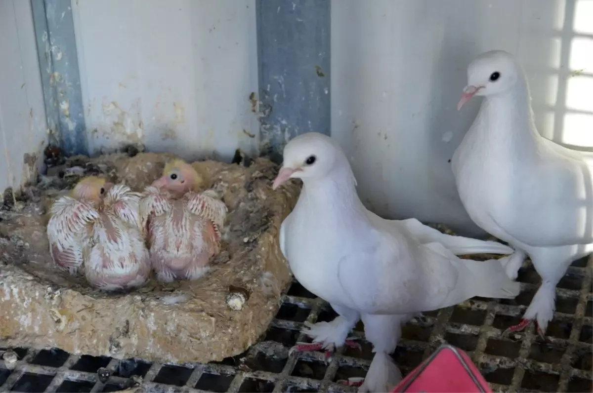 Şampiyon Taklacı Güvercinler Seçiliyor