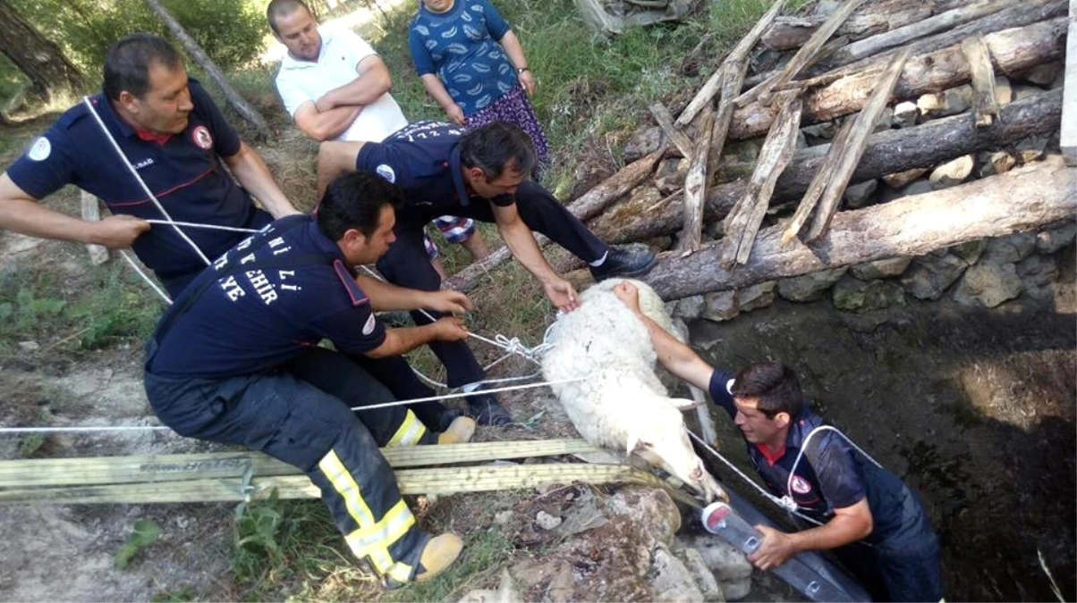 Su Kuyusunda Koyun ve Kaplumbağa Operasyonu