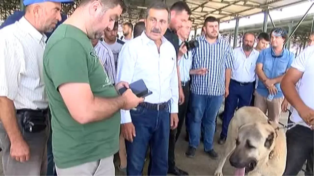 Festivalin İlgi Odağı \'Boğaç\' Adlı Köpek Oldu