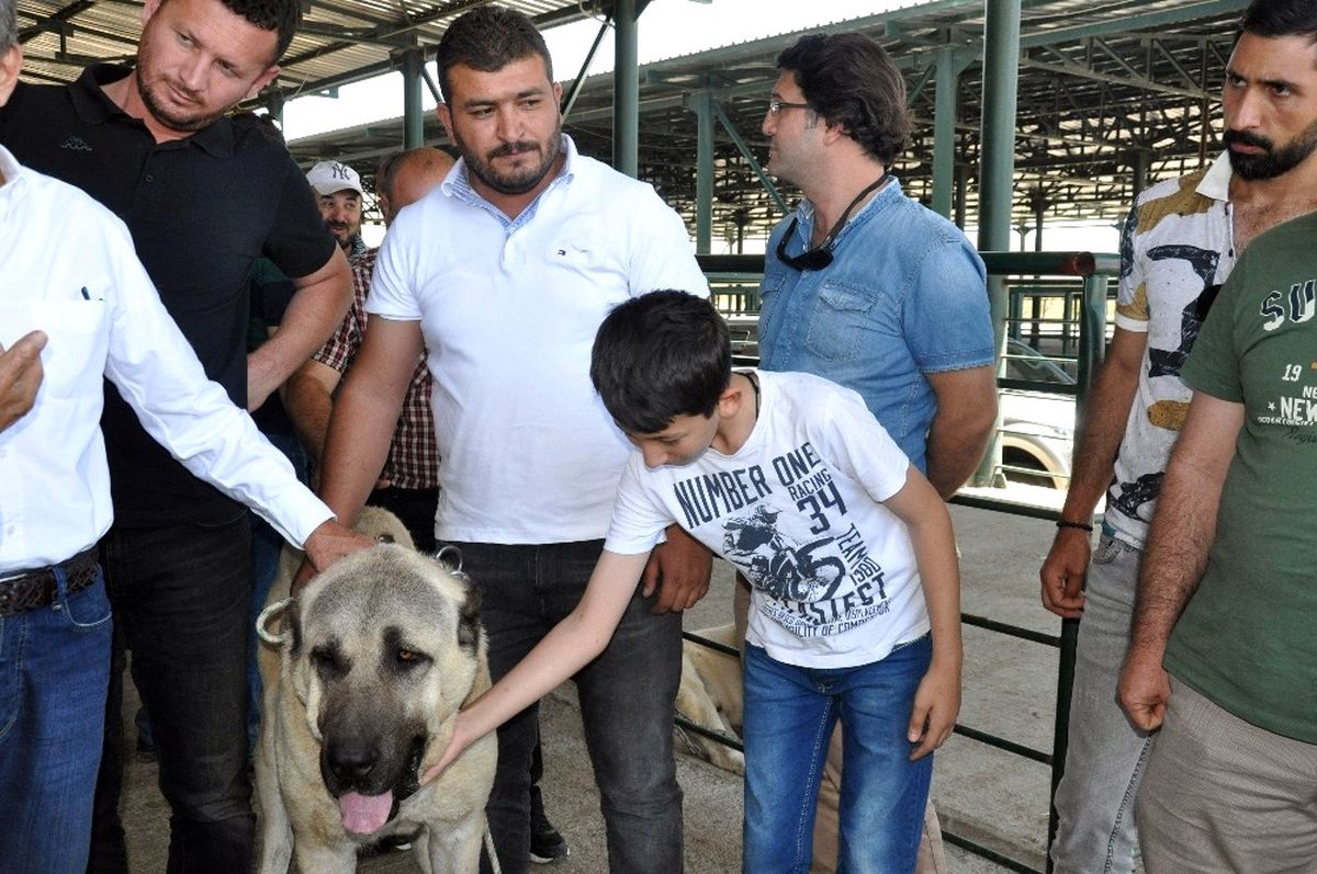 Festivalin İlgi Odağı \'Boğaç\' Oldu