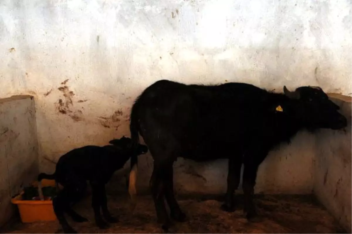 Gaziantep Hayvanat Bahçesi, Doğurganlıkta Avrupa Birincisi