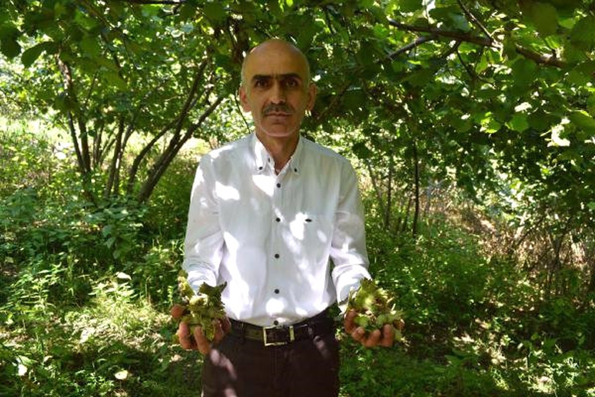 Giresun Ziraat Odası Başkanı Karan: Fındıkta Dökülme Tedirgin Ediyor