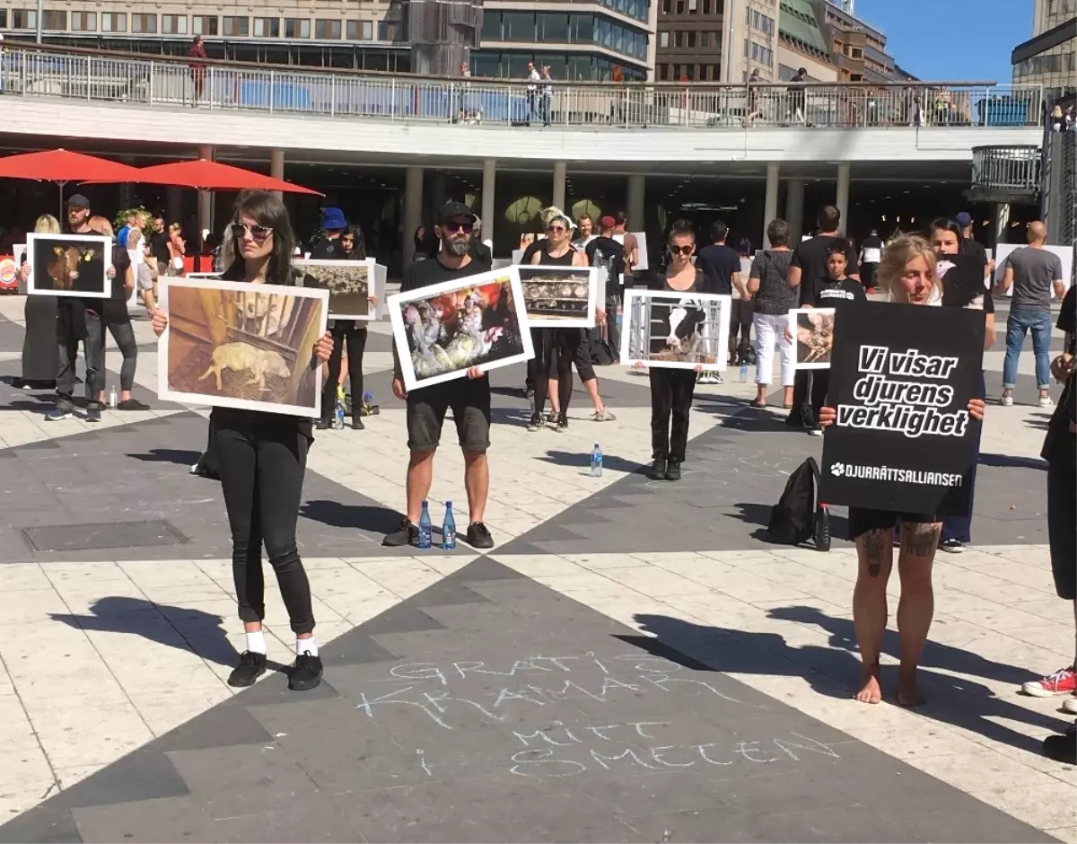 İsveç\'te Hayvan Hakları İçin Sessiz Protesto Gösterisi