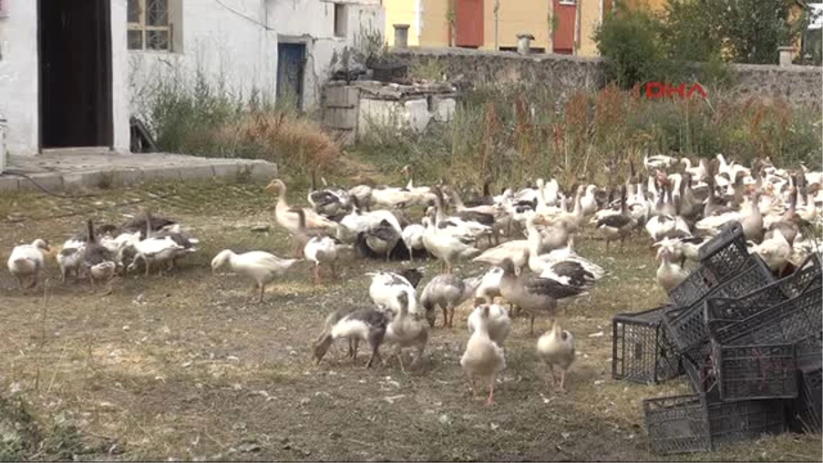 Kars Eşinin Altınlarıyla Aldığı 700 Kazdan 300\'ü Öldü