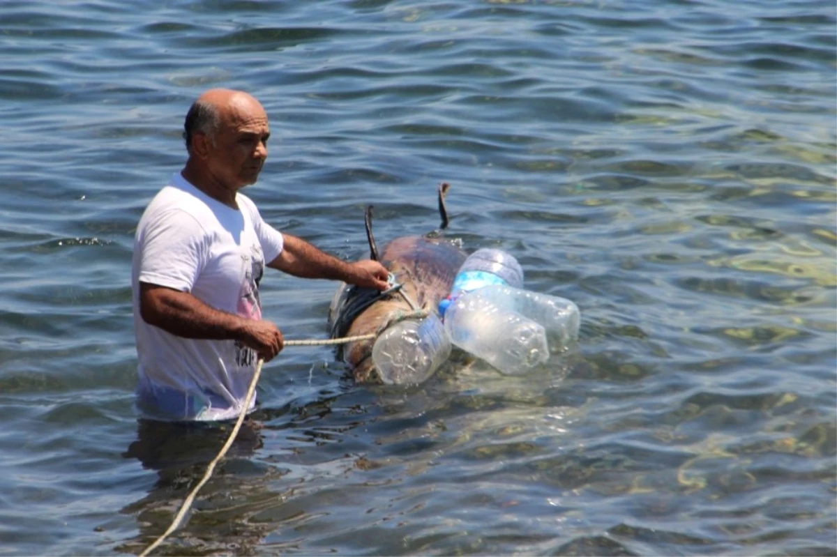 Kuşadası Sahilinde Ölü Yunus Bulundu