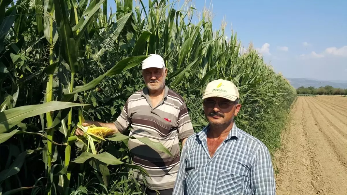 Patates ve Karpuzdan Sonra Gözler Mısırda