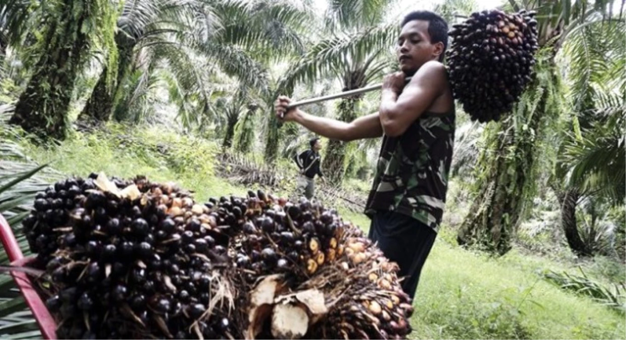 Tüketici Palm Yağı Raporunu Bekliyor