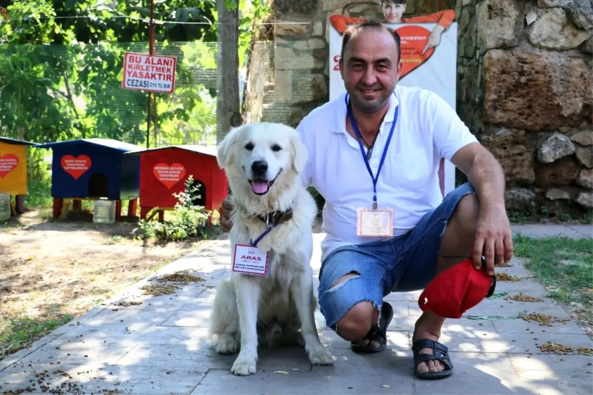 Turizm Elçisi Kedilerin Koruması Fenomen Köpek \'Aras\'