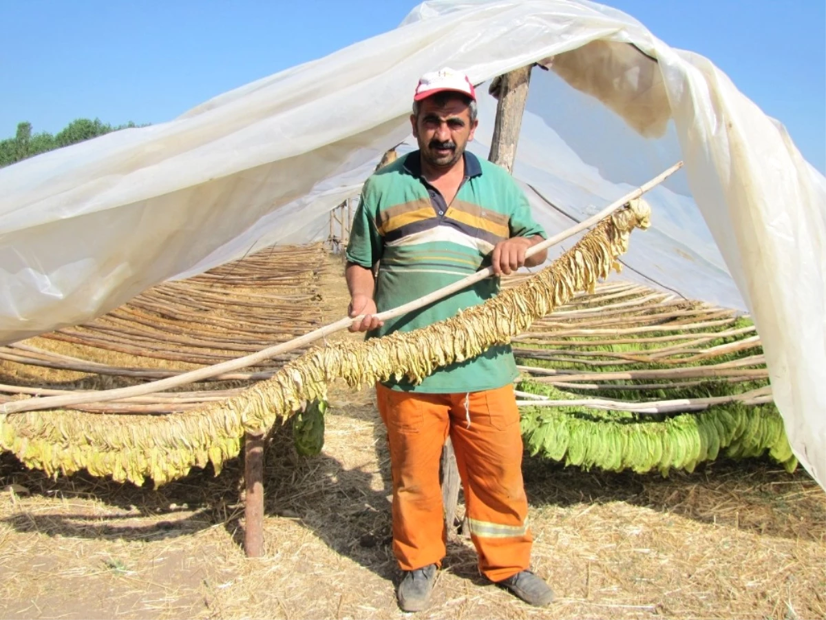 Çiftçiler, Daha Karlı Olan Tütün Ekimine Yöneldi