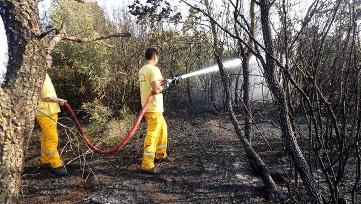 Elektrik Tellerine Temas Eden Kuzgun Orman Yangını Çıkardı