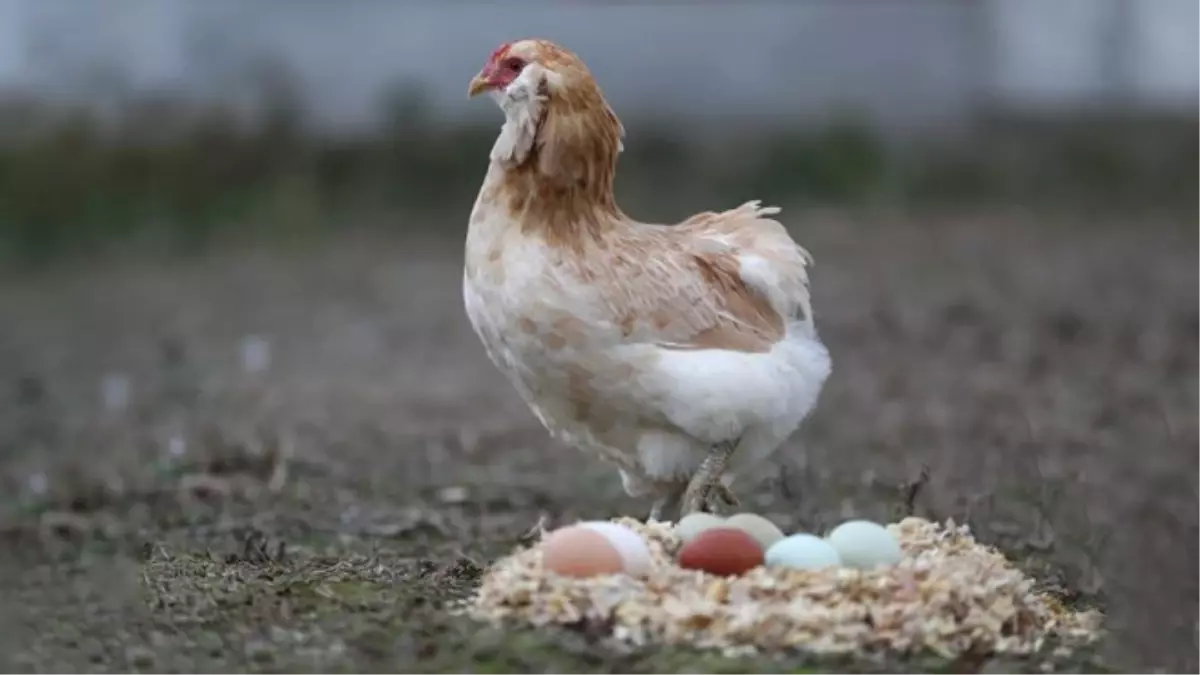 Gezen Tavuk Yumurtası Aldatmacasına Ceza