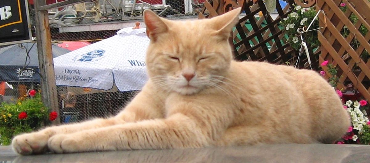 Kedi Belediye Başkanı Öldü