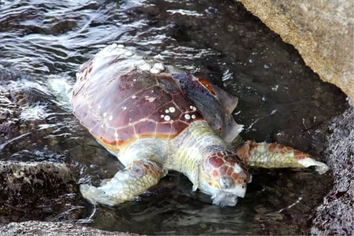 Kızkalesi Sahiline Caretta Ölüsü Vurdu