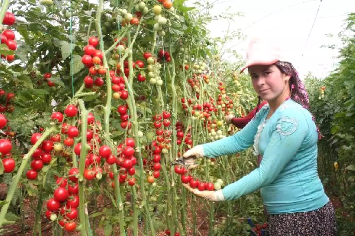 Mersin\'in Çeri Domatesi Kazandırıyor