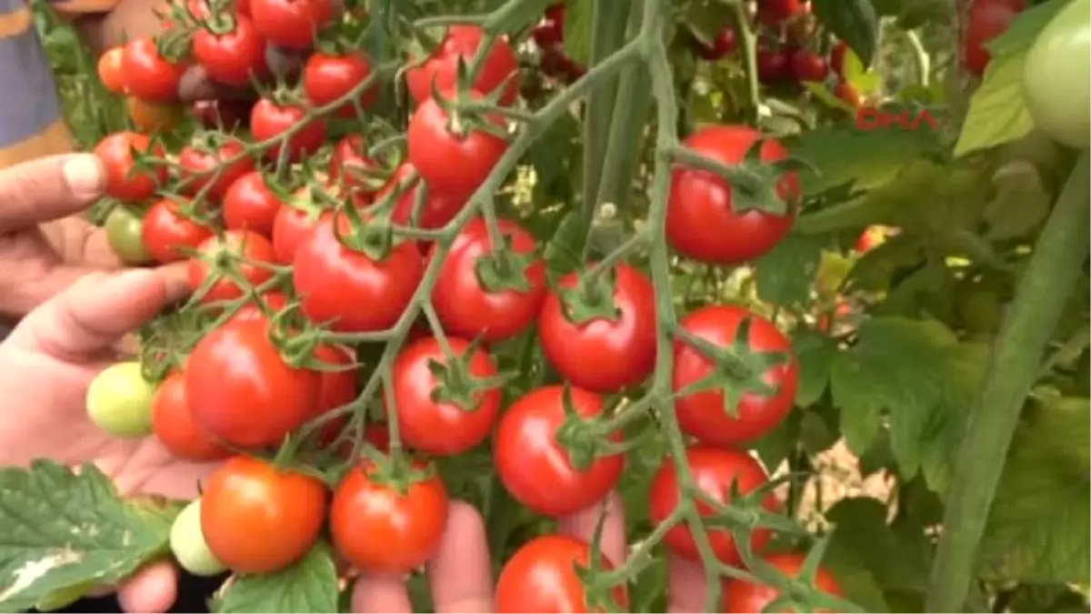 Mersin\'in Çeri Domatesi Kazandırıyor