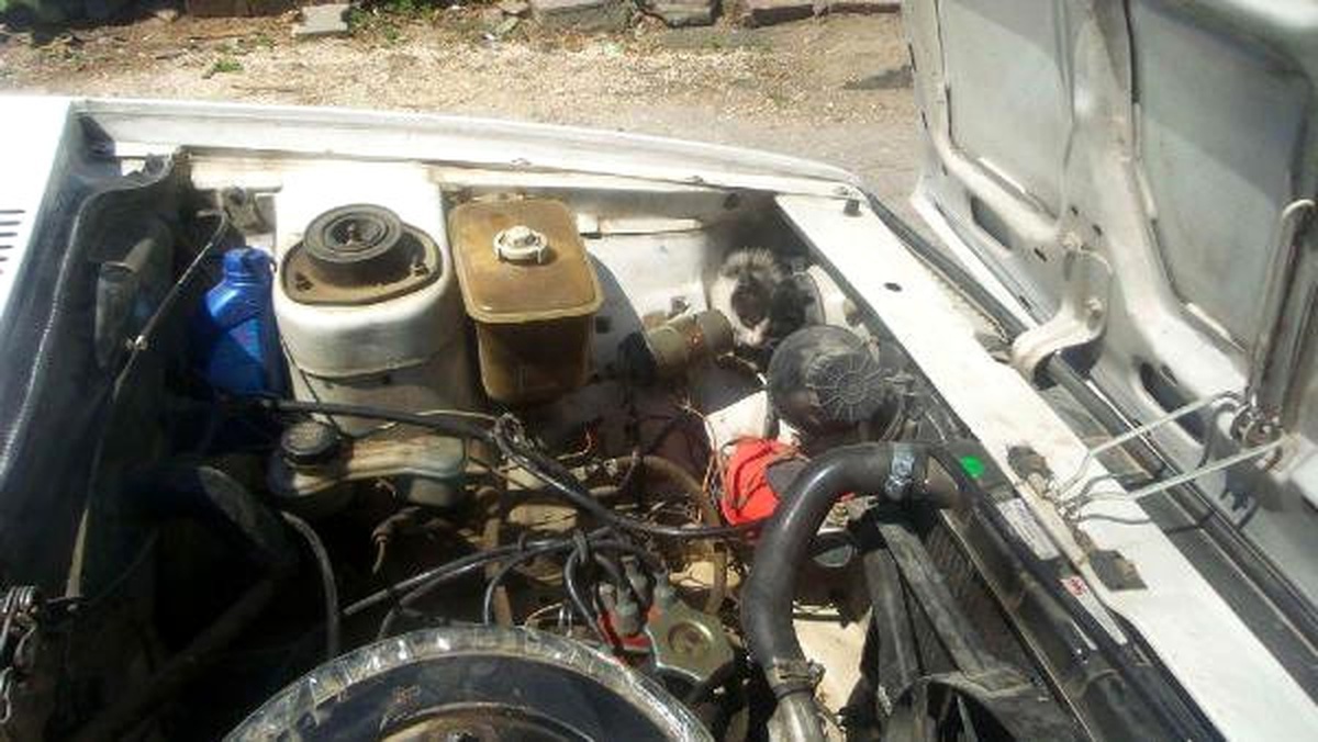 Otomobilin Motor Bölümünden Kedi Çıktı