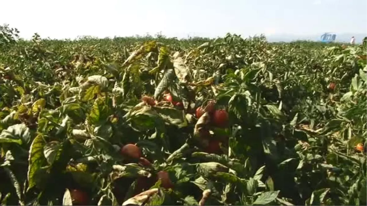 Süper Erkenci Domates\' Çeşidinin Hasadı Başladı