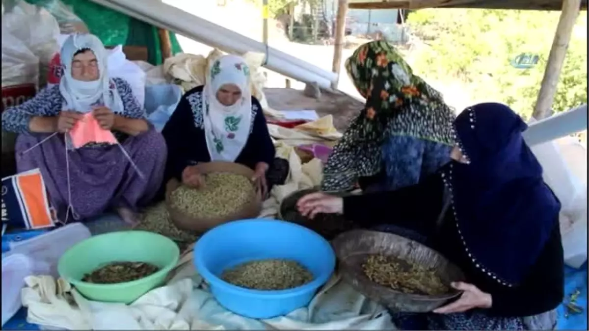 Tunceli\'nin Köyünden, Dünyaya Açılan Dut