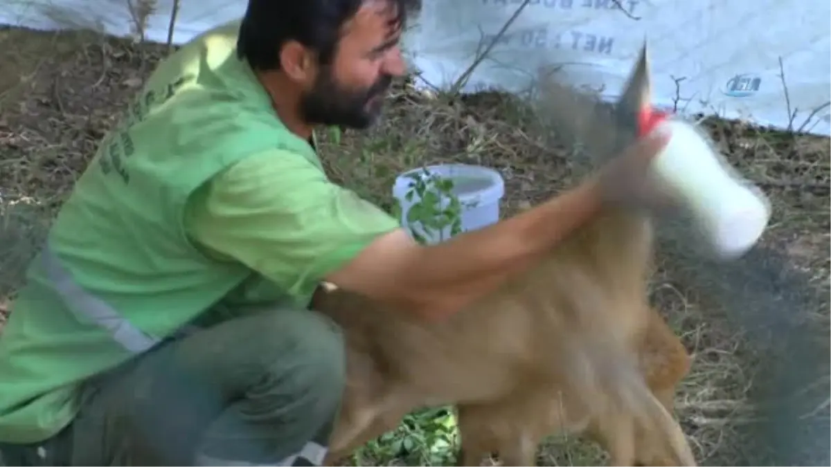 Annelerinin Terk Ettiği Karacalar Biberonla Besleniyor