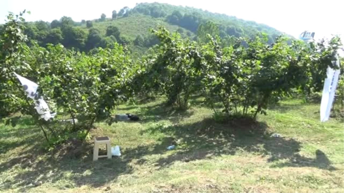 Damla Sulama ile İki Kat Fındık