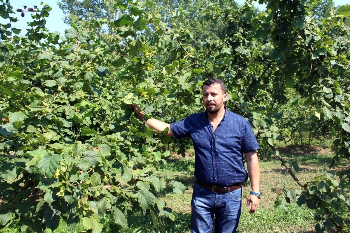 Damla Sulama ile İki Kat Fındık