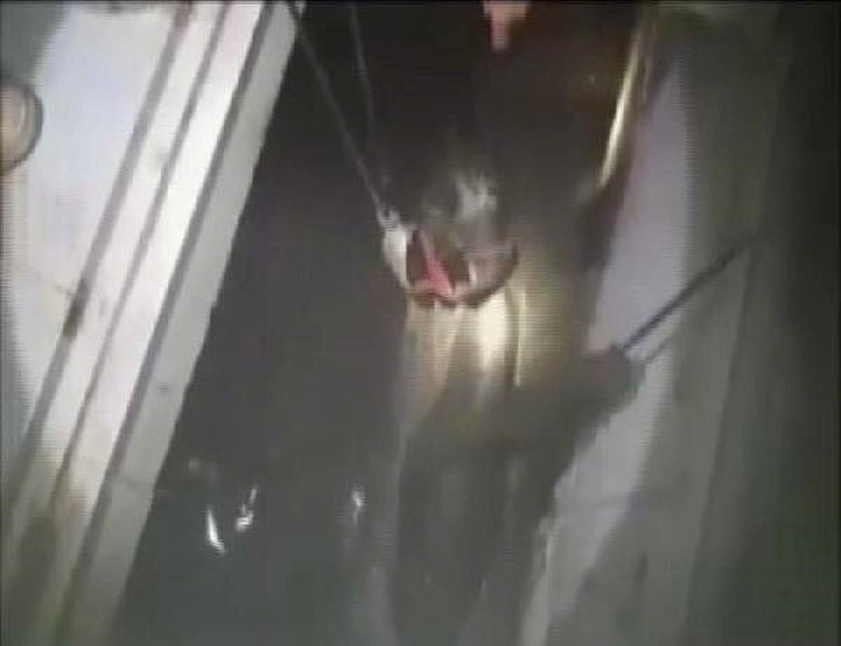 Foseptiğe Düşen Danayı İtfaiye Kurtardı