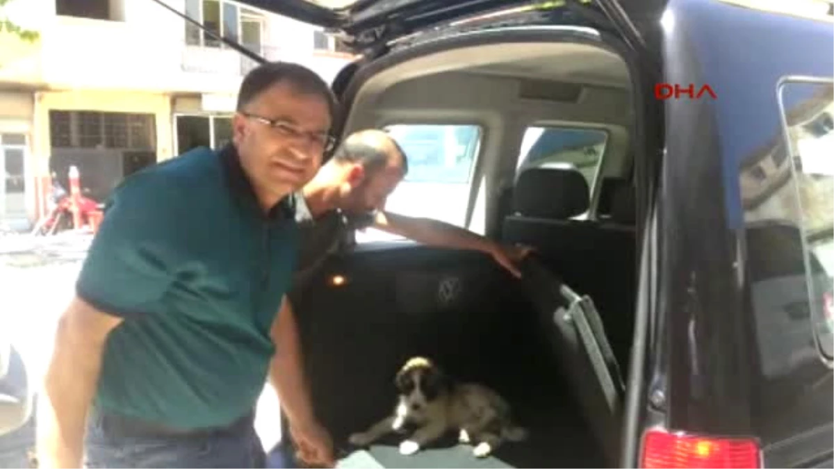 Gaziantep Çarptığı Köpeği Veterinere Götürdü