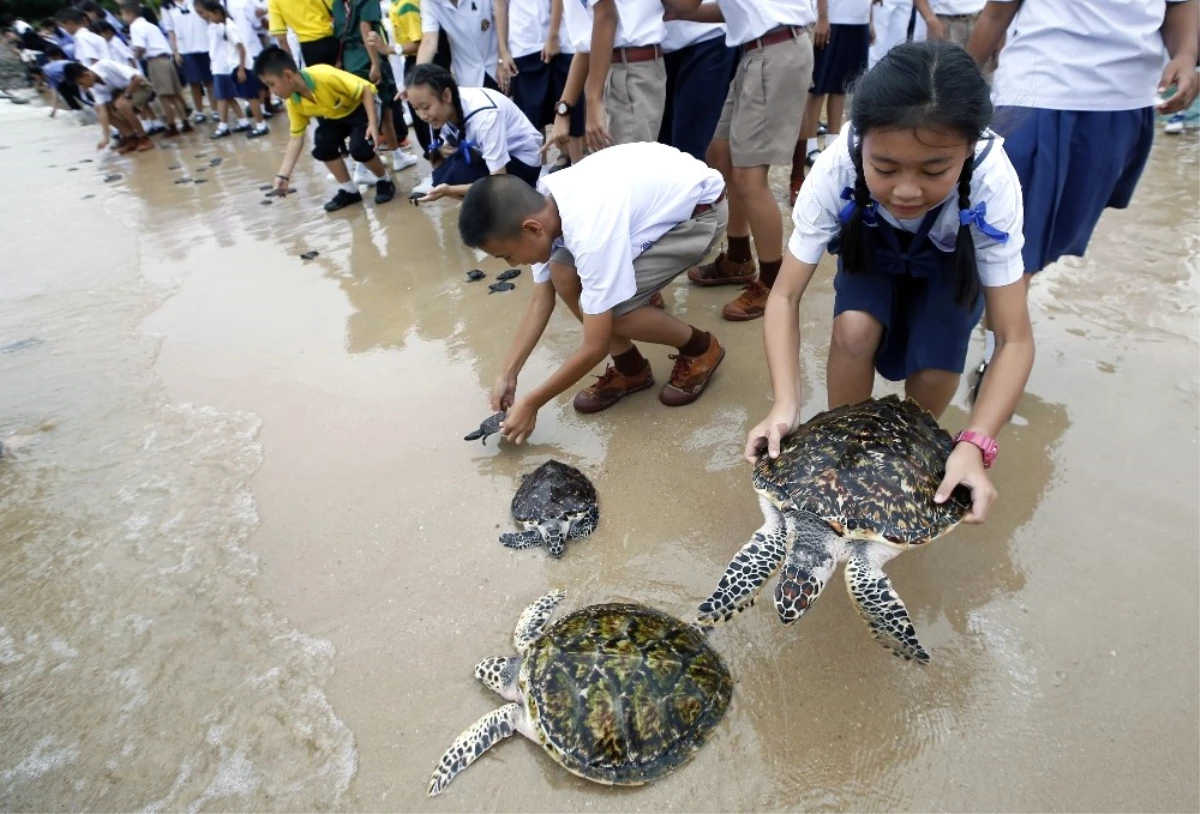 Tayland Kralı\'nın Doğum Günü İçin Bin 66 Kaplumbağa Denize Bırakıldı