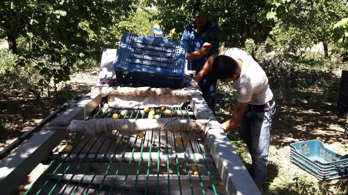 Kayısı Üreticilerinin İşini Kolaylaştıracak Makine Tasarlandı