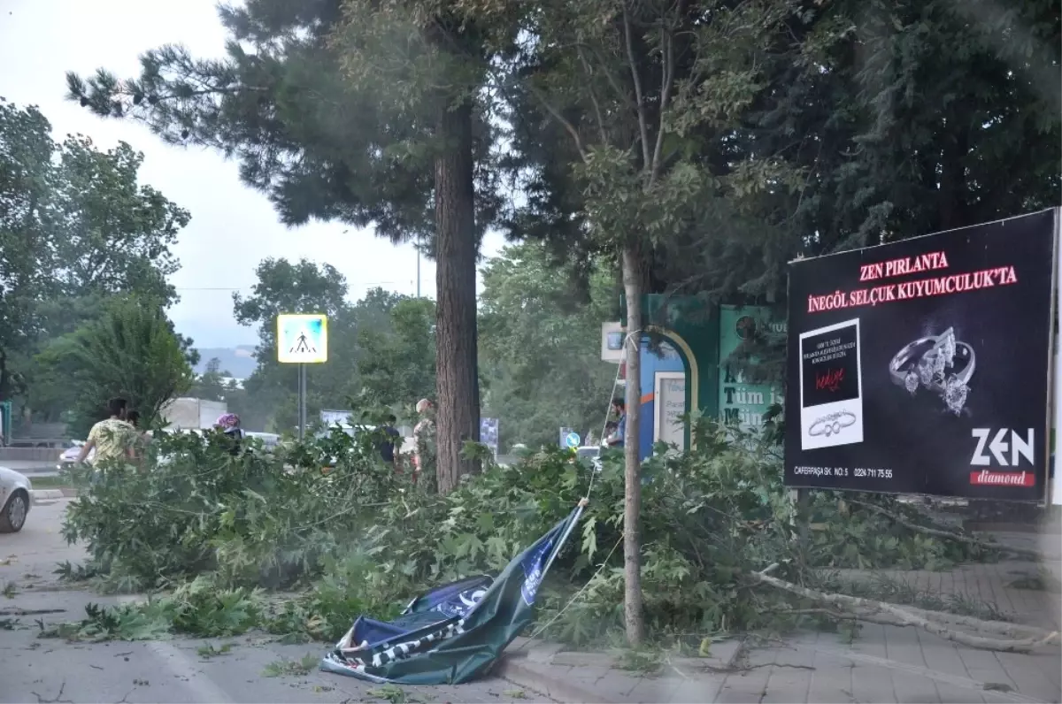 Şiddetli Rüzgar Ağaçları Devirdi