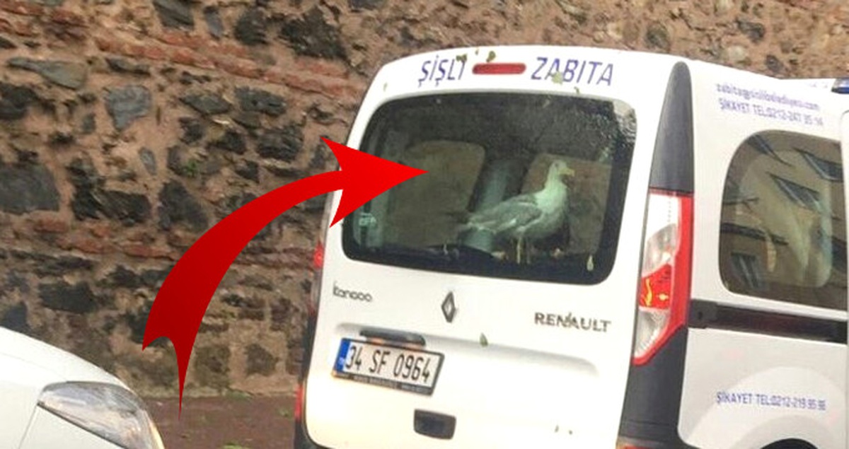 Şişli Zabıtası, Fırtınada Zarar Gören Martıyı Aracına Aldı