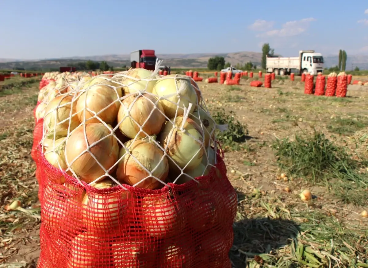 Soğanın Fiyatı Tarlada Iki Kat Arttı