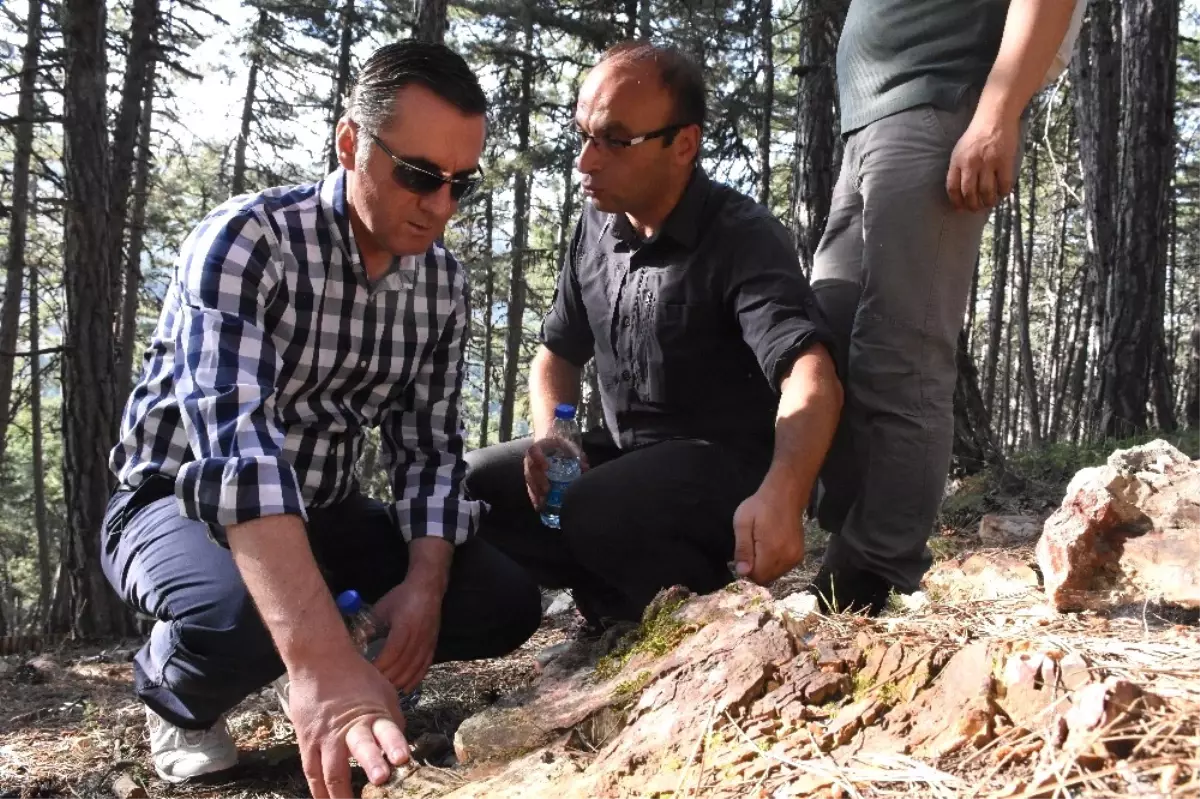 Soğuksu Milli Parkı, Milyonlarca Yıllık Ağaç Fosillerine Ev Sahipliği Yapıyor