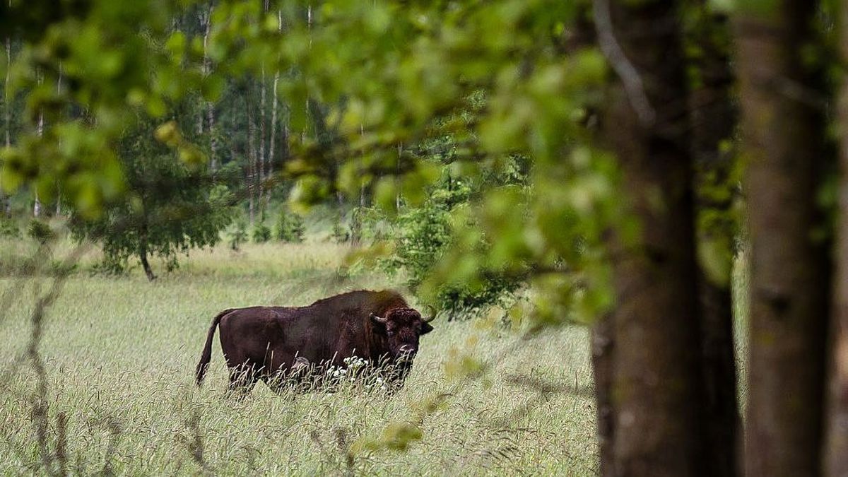Avrupa\'nın En Eski Ormanı Bialowieza\'da Ağaç Kesmek Yasaklandı