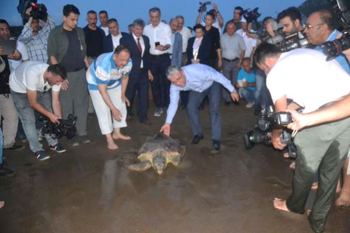Bakan Özhaseki, Tedavi Edilen Kaplumbağaları Denize Bıraktı