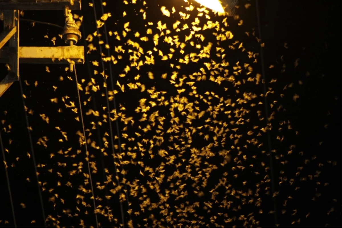 Beytüşşebap Sokaklarında Kelebek İstilası! Halk Evinden Çıkamıyor