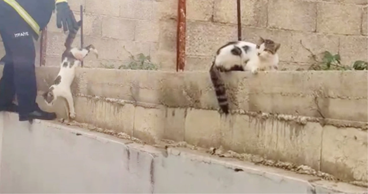 Çatıdan Atlamak İsteyen Kedi Düşerek İnşaat Demirine Saplandı