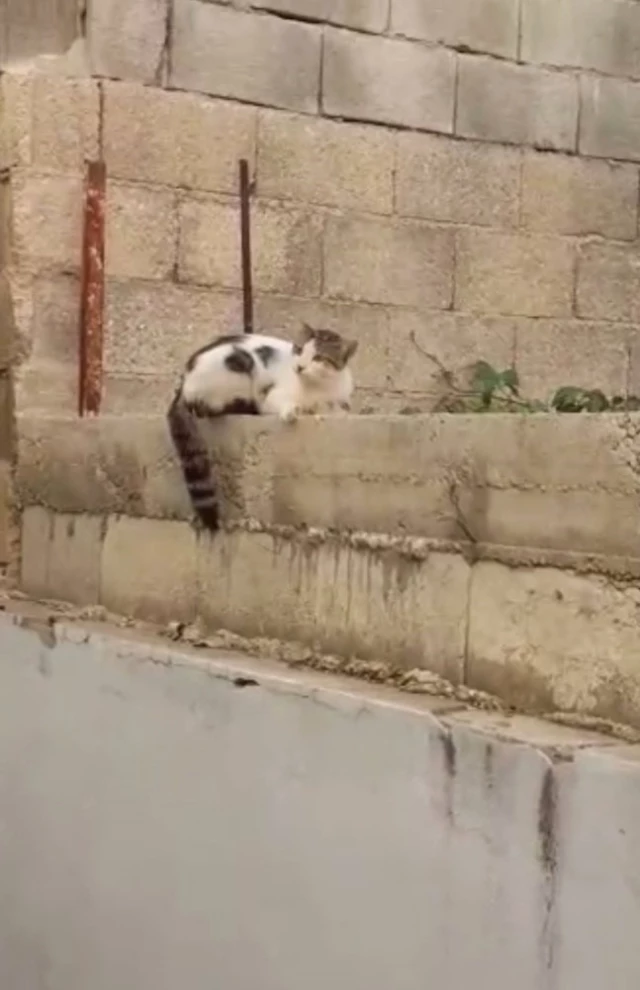 Çatıdan Atlayan Kedi İnşaat Demirine Saplandı Son Dakika