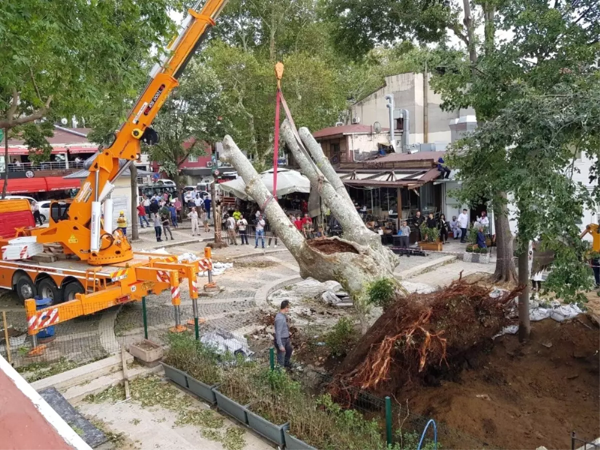 Çengelköy\'de Fırtınada Devrilen Asırlık Çınar Tekrar Yerine Dikildi