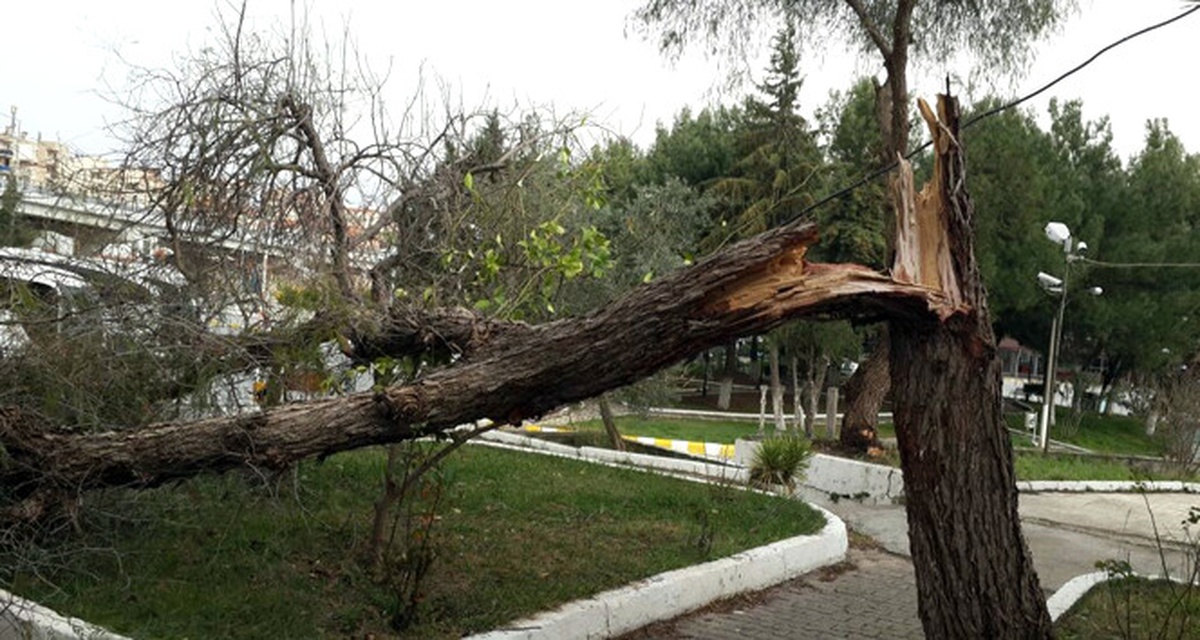 Dha İstanbul - Karacaahmet Mezarlığı\'nda Ağaçlar Devrildi
