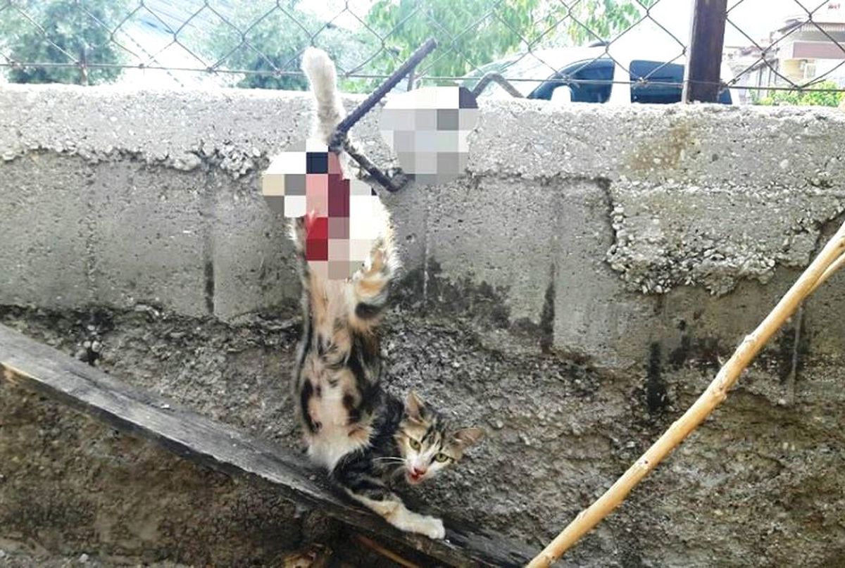 İtfaiyeden Kedi ve Tilki Operasyonu