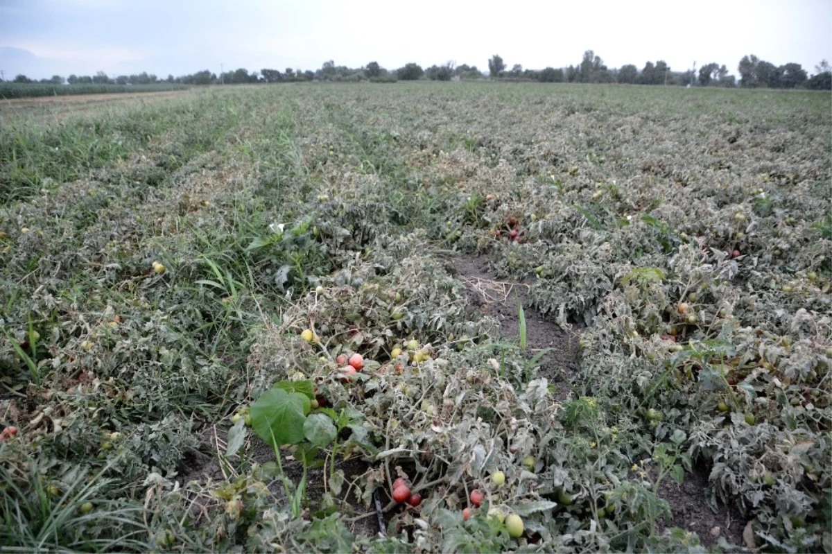 Karacabeyli Çiftçilerin Taş Ocağı İsyanı