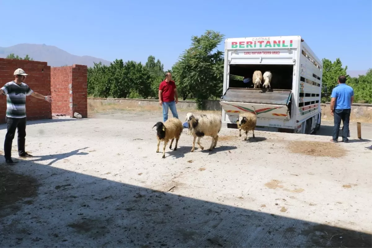 Erzincan\'da Genç Çiftçiler Koyunlarına Kavuştu