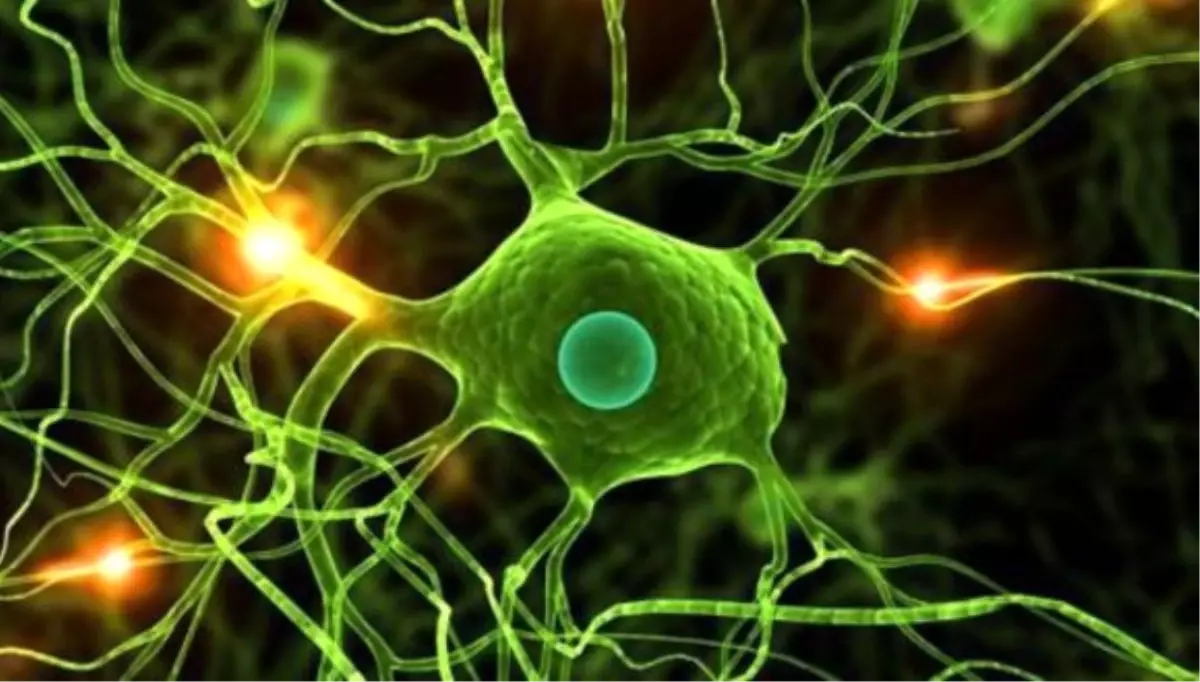 Yakın Gelecekte İnsan Ömrü Uzayabilir!