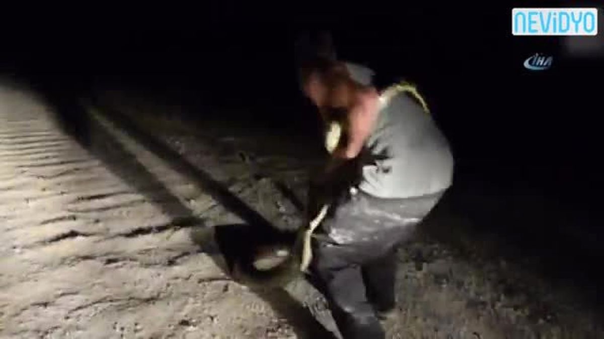 3 Metrelik Pitonu Elleriyle Yakaladı