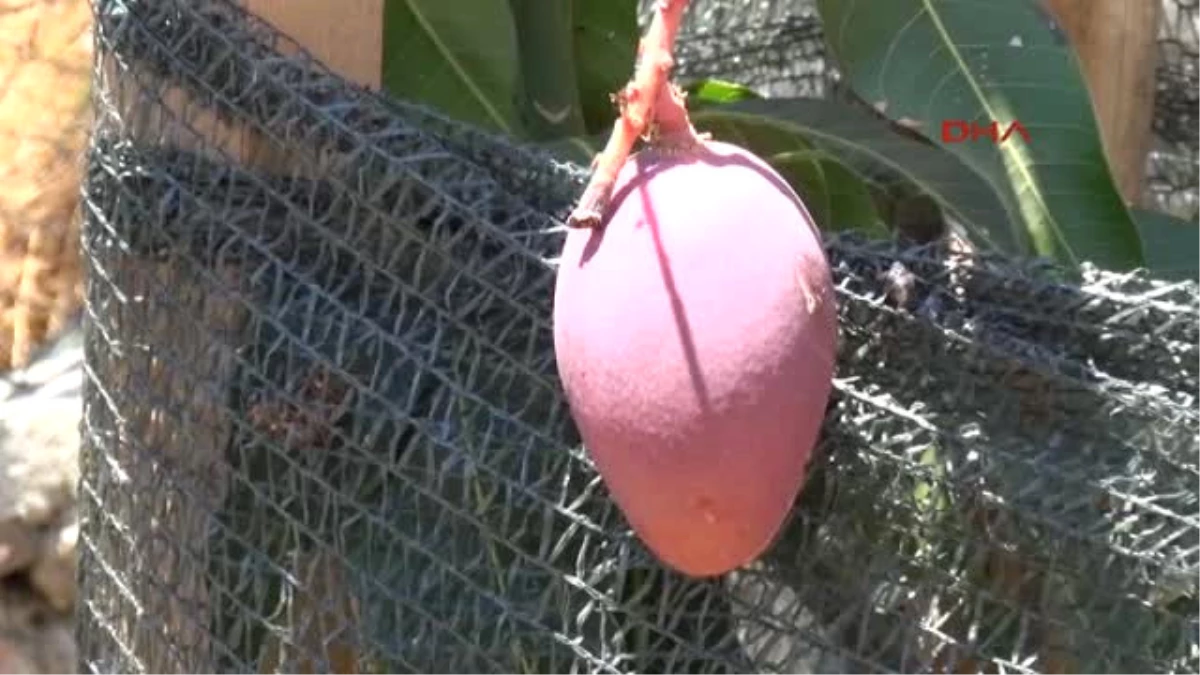 Antalya Deneme Amaçlı Ektiği Mangoların Ilk Meyvesini Aldı