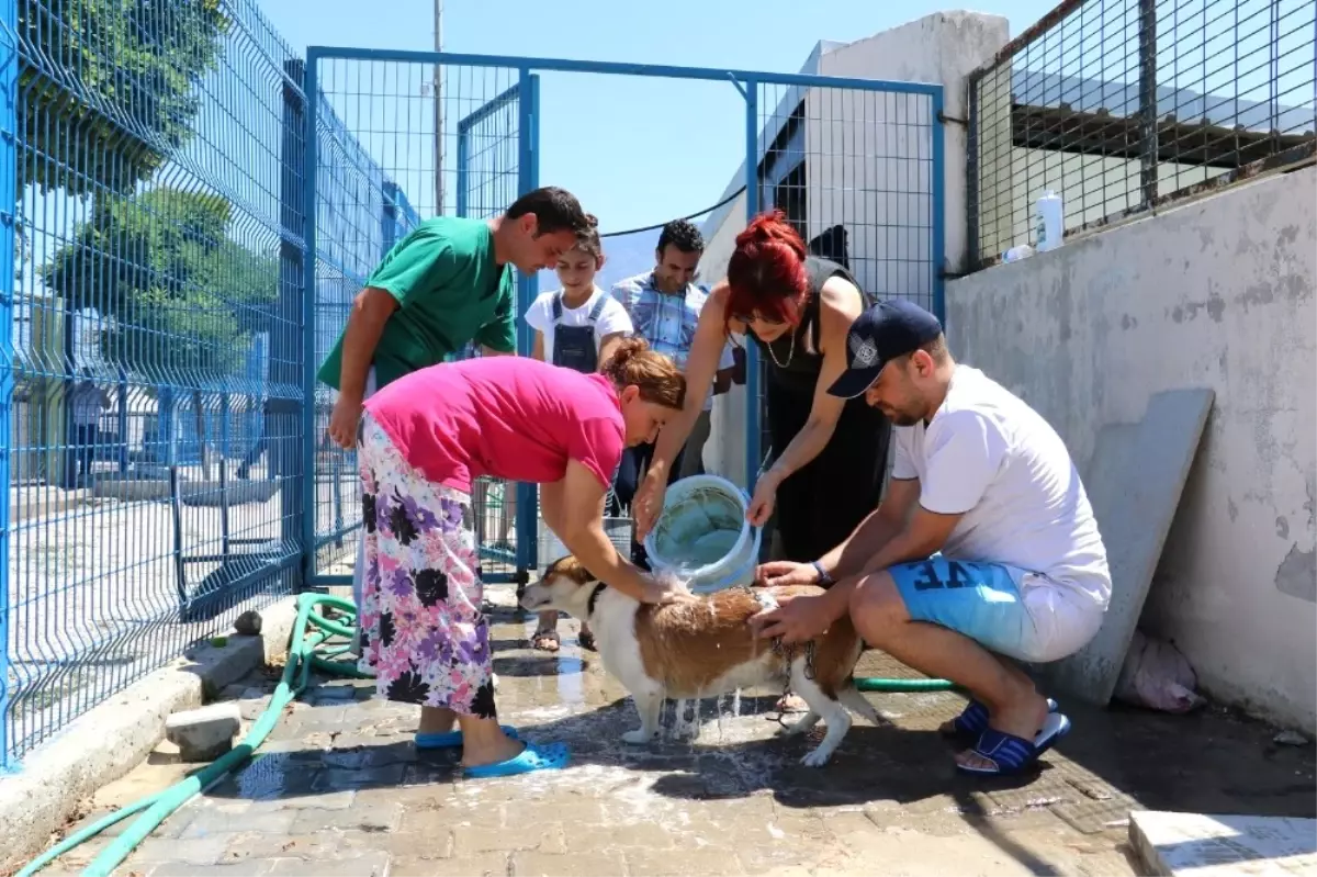 Barınaktaki Hayvanları Serinleten Etkinlik