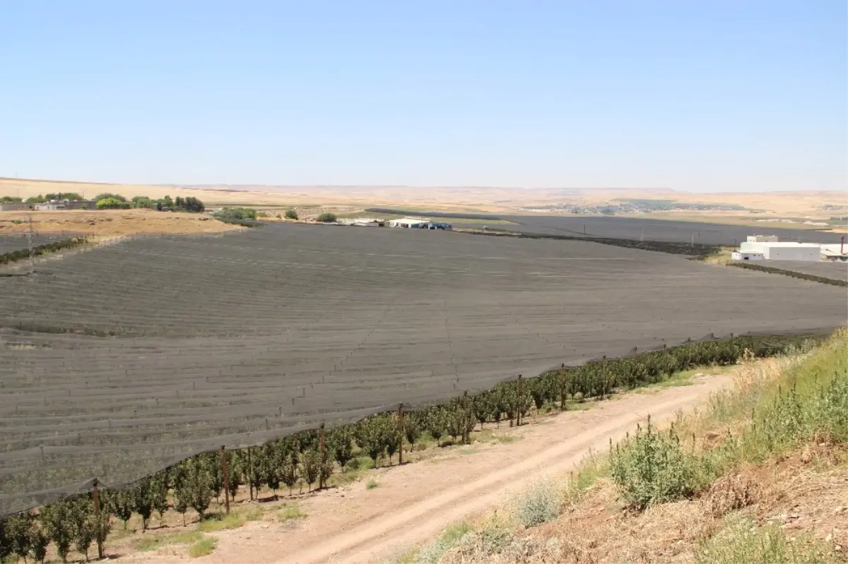 Batmanlı İş Adamı 2 Bin 500 Dönümlük Meyve Bahçesinin Üzerini Fileyle Kapattı