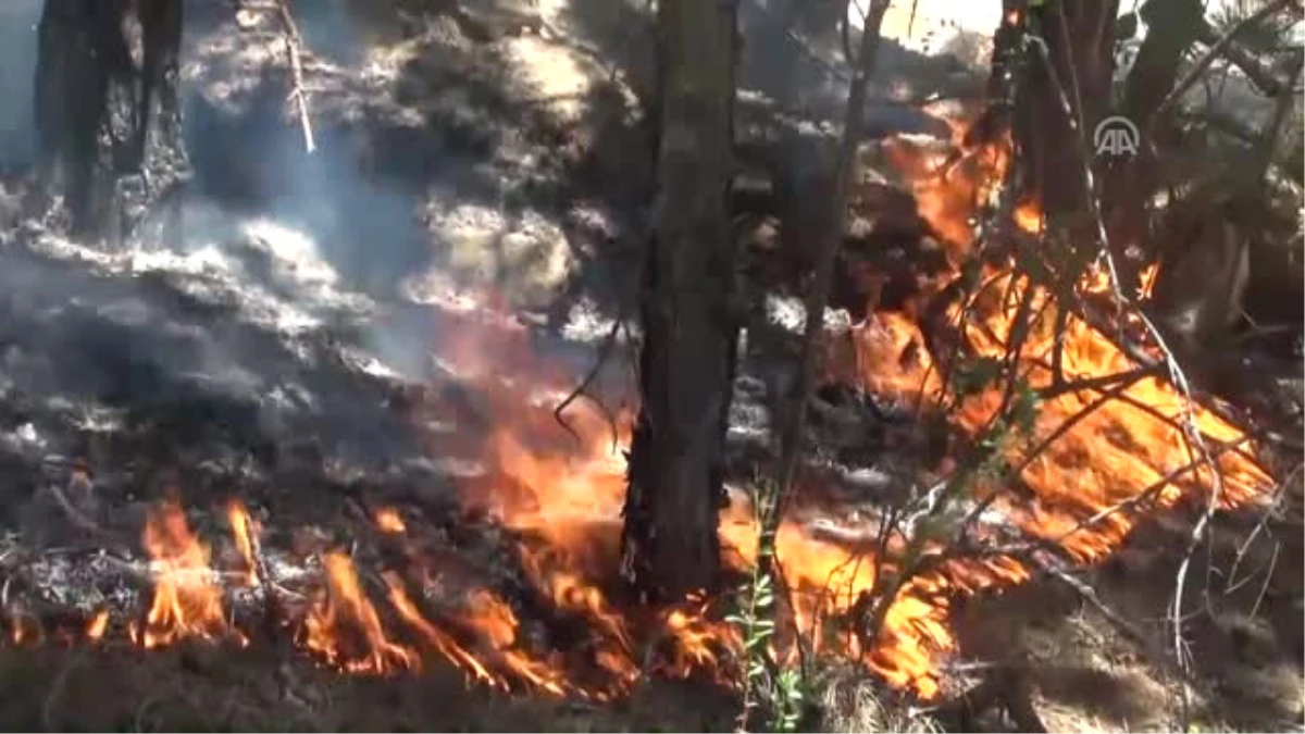 Beypazarı\'nda Çıkan Orman Yangını, Kontrol Altına Alındı